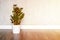 green plant zamioculcas zamiifolia in a white flower pot on a brown wooden floor against a gray concrete wall. minimal interior of