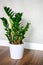 green plant zamioculcas zamiifolia in a white flower pot on a brown wooden floor against a gray concrete wall. minimal interior of