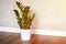 green plant zamioculcas zamiifolia in a white flower pot on a brown wooden floor against a gray concrete wall. minimal interior of