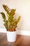 Green plant zamioculcas zamiifolia in a white flower pot on a brown wooden floor against a gray concrete wall. minimal interior of