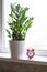 green plant zamioculcas zamiifolia in a white flower pot and red alarm clock on the windowsill on the background of the window. in