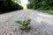 Green plantain growing through asphalt road.