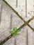 Green Plantain growing through concrete slabs. Clouse-up