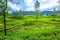 Green plantation of Ceylon tea.