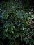 green plants above the ground.