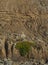 Green plants on big cliff