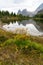 Green plants blossom in spring in alpine meadows high in the Canadian Rocky Mountains