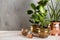 Green plants in brass and copper flower pots