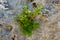 Green plants breaking through a crag