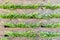 Green plants breaking through the wooden fence, rough textured surface.