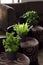 Green plants on brown chairs