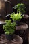 Green plants on brown chairs