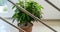 green plants in brown pots behind iron pole frames