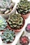 Green plants in cement concrete and white pots, colored succulents, stand on white table and shelf. The concept of