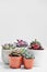 Green plants in cement concrete and white pots, colored succulents, stand on white table and shelf. The concept of