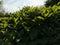 Green plants close-up with backlight. Landscaping in the city park. Partially defocused