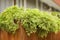 Green plants in corten flower pot close up