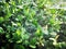 Green plants covered in spider web