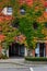 Green plants covered walls in a city house and public road. Autumn colors.