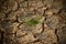 Green plants with cracked soil surface