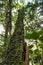 Green plants and creepers going up the trunk of a tree