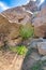 Green plants in the desert against rough rocks at Joshua Tree National Park