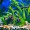 Green plants and driftwood in decorative aquarium