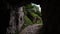 Green plants by entrance to narrow mountain cave from inside