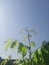 Green plants exposed to sunlight