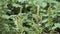 Green plants and flowers of Amaranthus powellii also known as Powells amaranth, pigweed, smooth, Green amaranth