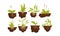 Green Plants and Flowers Growing with Their Roots in Soil Vector Set