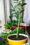 Green plants and flowers on the windowsill in a city apartment. Tropical zamioculcas