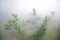 Green plants in fog with stems and leaves behind frosted glass