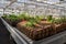 Green plants and grass growing through mesh of galvanized iron wire gabion box filled with soil, used for green living wall