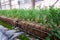 Green plants and grass growing through mesh of galvanized iron wire gabion box filled with soil, used for green living wall