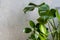 Green plants on gray concrete background.