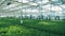 Green plants grow in rows inside a big greenhouse.