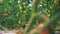 Green plants grow in tomatoes greenhouse.