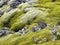 Green plants growing on black volcanic sand