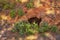 Green plants growing on desert land on a sunny summer day. Dry red rocky soil with green foliage and sunlight shining on