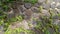 Green plants growing between some natural rocks in a stonewall at a housing complex