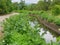 Green plants growing well next to a water source, irrigation canal, in a rural area in the North of Thailand