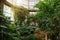 Green plants grows in hothouse. Sun shines on plants. Photosynthesis in plants