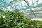 Green plants in hothouse, luminous with sunlight. Photosynthesis in plants