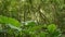Green plants in jungle. Various tropical green plants growing in woods on sunny day in nature. Magical scenery of