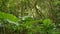 Green plants in jungle. Various tropical green plants growing in woods on sunny day in nature. Magical scenery of rainforest. Wild