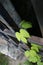 Green plants leaf on a Iron gate