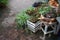 Green plants with lush leaves grow in pots and wooden crates in local market near flower shop