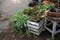 Green plants with lush leaves grow in pots and wooden crates in local market near flower shop