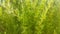Green Plants From Madeira Island, Caminho Cruz da Guarda